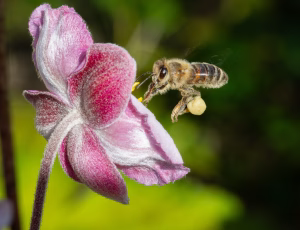 Honningbi - Apis mellifera, , Fotograf Claus Bach.