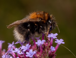 Hushumle - Bombus hypnorum - Hun, , Fotograf Claus Bach.