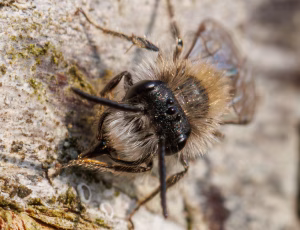 Forårsjordbi - Andrena praecox - Han, , Fotograf Claus Bach.