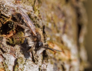 Forårsjordbi - Andrena praecox - Han, , Fotograf Claus Bach.