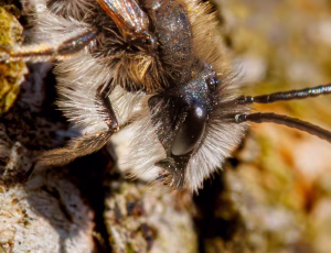 Forårsjordbi - Andrena praecox - Han, , Fotograf Claus Bach.