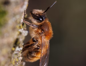 Forårsjordbi - Andrena praecox - Hun, , Fotograf Claus Bach.