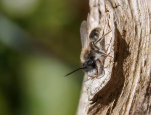 Forårsjordbi - Andrena praecox - Han, , Fotograf Claus Bach.
