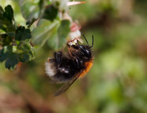 Hushumle - Bombus hypnorum - Hun, , Fotograf Claus Bach.