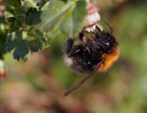 Hushumle - Bombus hypnorum - Hun, , Fotograf Claus Bach.