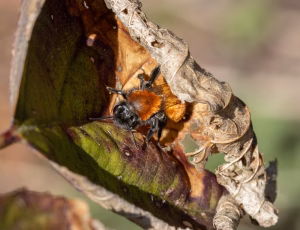 Rødpelset jordbi - Andrena fulva - Hun, , Fotograf Claus Bach.