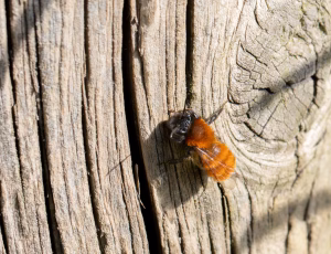 Rødpelset jordbi - Andrena fulva - Hun, , Fotograf Claus Bach.