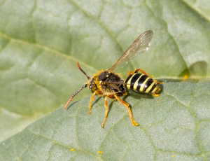 Sortgul hvepsebi - Nomada goodeniana - Han, , Fotograf Claus Bach.