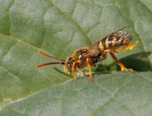 Sortgul hvepsebi - Nomada goodeniana - Han, , Fotograf Claus Bach.