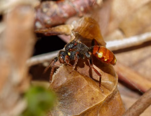 Forårshvepsebi - Nomada ferruginata - Hun, , Fotograf Claus Bach.