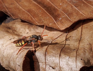 Majhvepsebi - Nomada marshamella - Hun, , Fotograf Claus Bach.