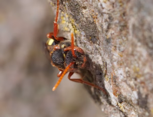 Majhvepsebi - Nomada marshamella - Hun, , Fotograf Claus Bach.