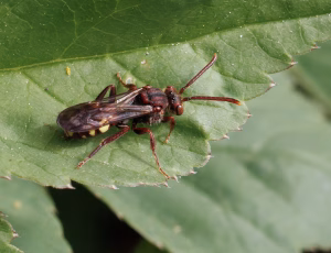 Parkhvepsebi - Nomada panzeri - Hun, , Fotograf Claus Bach.