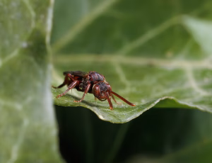 Parkhvepsebi - Nomada panzeri - Hun, , Fotograf Claus Bach.