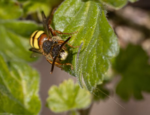 Gulbåndet hvepsebi - Nomada flava - Han, , Fotograf Claus Bach.