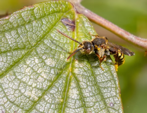 Gulbåndet hvepsebi - Nomada flava - Han, , Fotograf Claus Bach.