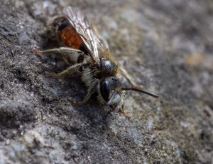Blodjordbi - Andrena labiata - Han, , Fotograf Claus Bach.