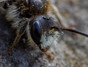 Blodjordbi - Andrena labiata - Han, , Fotograf Claus Bach.