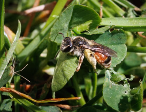 Blodjordbi - Andrena labiata - Hun, , Fotograf Claus Bach.