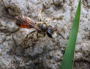 Blodjordbi - Andrena labiata - Han, , Fotograf Claus Bach.