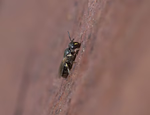 Lille maskebi - Hylaeus brevicornis - Hun, , Fotograf Claus Bach.