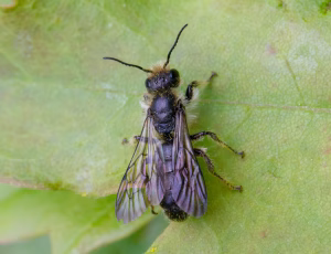 Ranunkelsaksebi - Chelostoma florisomne - Han, , Fotograf Claus Bach.