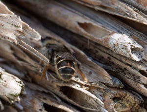 Ranunkelsaksebi - Chelostoma florisomne
Hun, , Fotograf Claus Bach.