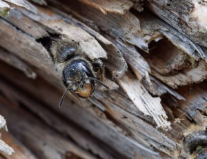 Ranunkelsaksebi - Chelostoma florisomne
Hun, , Fotograf Claus Bach.