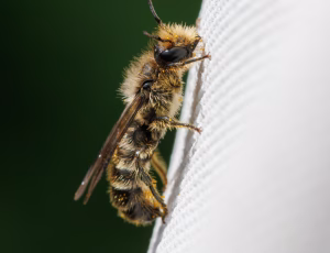 Ranunkelsaksebi - Chelostoma florisomne - Han, , Fotograf Claus Bach.