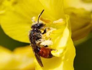 Blodjordbi - Andrena labiata - Hun, , Fotograf Claus Bach.