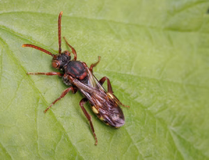 Parkhvepsebi - Nomada panzeri - Hun, , Fotograf Claus Bach.