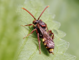 Parkhvepsebi - Nomada panzeri - Hun, , Fotograf Claus Bach.