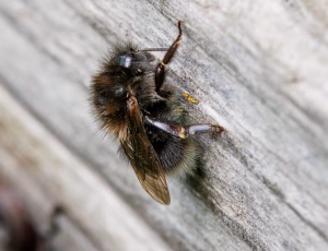Hushumle - Bombus hypnorum - Hun, , Fotograf Claus Bach.
