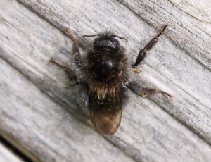 Hushumle - Bombus hypnorum - Hun, , Fotograf Claus Bach.