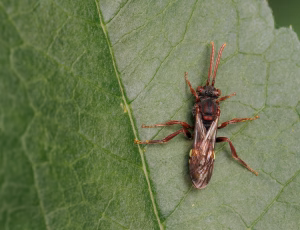 Parkhvepsebi - Nomada panzeri - Hun, , Fotograf Claus Bach.