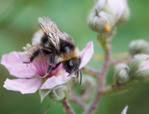 Skovsnyltehumle - Bombus sylvestris, , Fotograf Claus Bach.