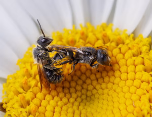 Hulbi - Heriades truncorum, , Fotograf Claus Bach.