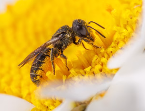Hulbi - Heriades truncorum - Hun, , Fotograf Claus Bach.