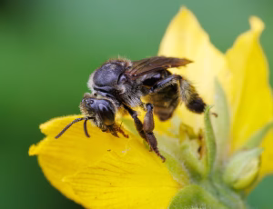 Hvidbenet oliebi - Macropis europaea - Hun, , Fotograf Claus Bach.