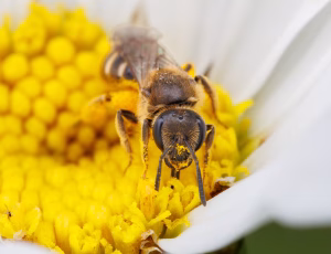 Græslandsmalbi - Lasioglossum albipes - Hun, , Fotograf Claus Bach.