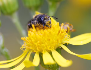 Hulbi - Heriades truncorum - Hun, , Fotograf Claus Bach.