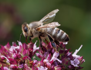 Honningbi - Apis mellifera, , Fotograf Claus Bach.
