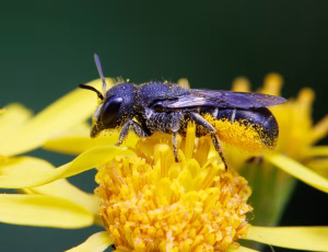 Hulbi - Heriades truncorum - Hun, , Fotograf Claus Bach.