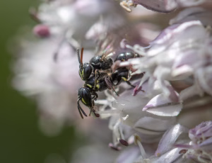 Havemaskebi - Hylaeus communis - Hun og han, , Fotograf Claus Bach.