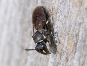 Hedemaskebi - Hylaeus incongruus - Hun, , Fotograf Claus Bach.
