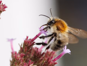 Agerhumle - Bombus pascuorum - Han, , Fotograf Claus Bach.