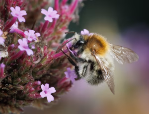 Agerhumle - Bombus pascuorum - Han, , Fotograf Claus Bach.