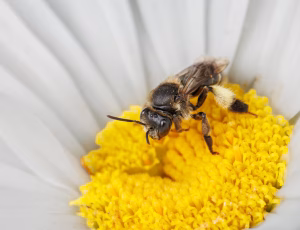 Hvidbenet oliebi - Macropis europaea - Hun, , Fotograf Claus Bach.