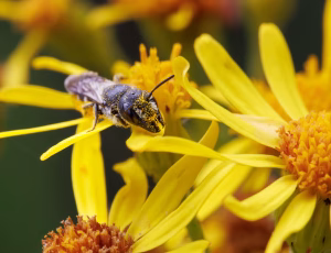 Hulbi - Heriades truncorum - Hun, , Fotograf Claus Bach.
