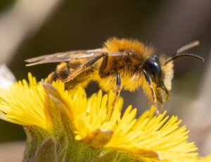 Rødpelset jordbi - Andrena fulva - Han, , Fotograf Claus Bach.